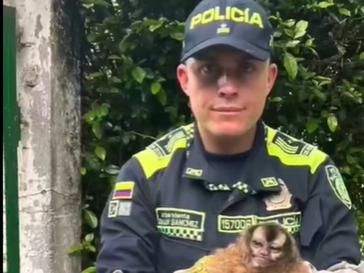 ¿Cuántos animales silvestres ha rescatado la CRQ este año en el Quindío? Aquí les contamos