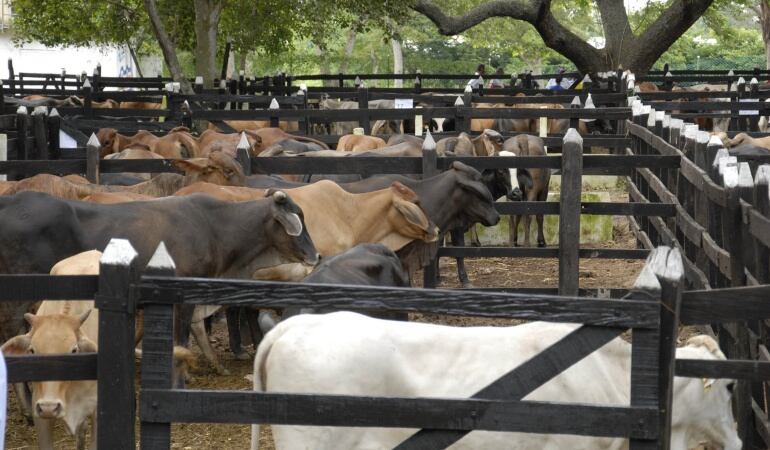 Ganaderos de Risaralda temen que se afecten programas éxitos y no poder intervenir por la falta de recursos que estarán en manos del Gobierno Nacional  
