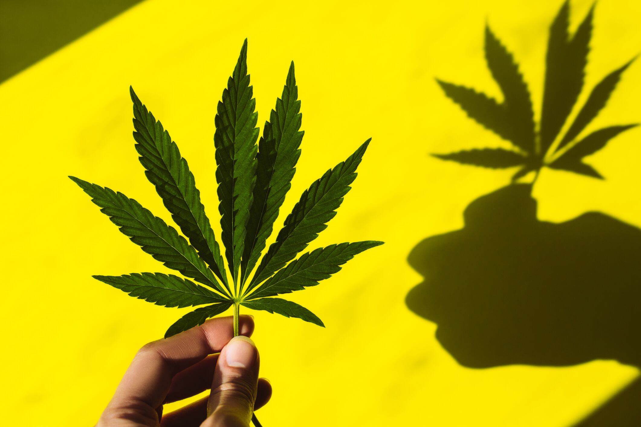 Marihuana. Imagen de referencia. Foto: Olena Ruban / Getty Images