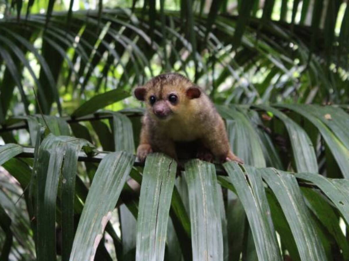 En la Dorada liberan 86 especies de animales que estaban en cautiverio