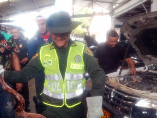 Rescatan una boa refugiada en el motor de un carro en Cartagena