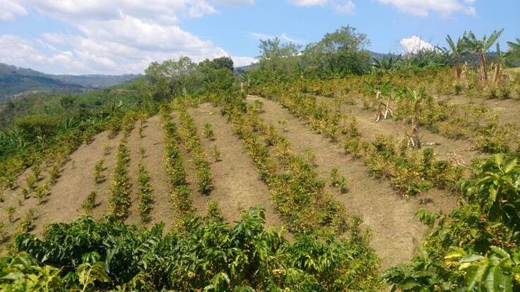 El presidente ejecutivo de la Asociación Nacional de Exportadores de Café de Colombia, Carlos Ignacio Rojas