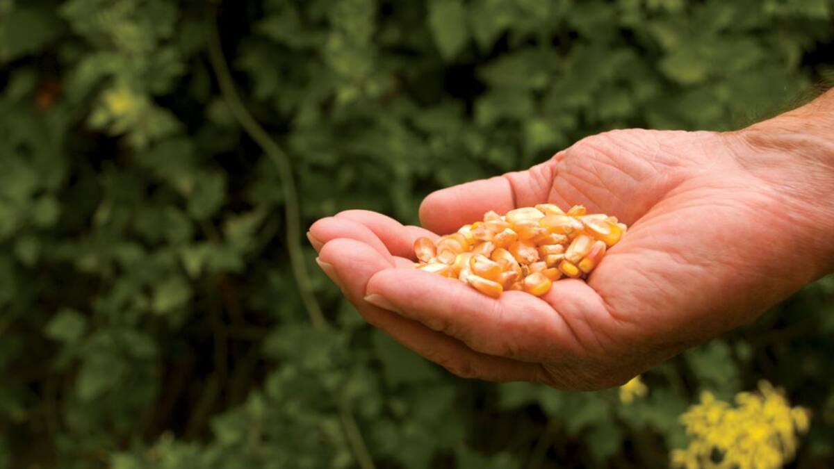Polémica por proyecto que prohíbe semillas transgénicas en Colombia