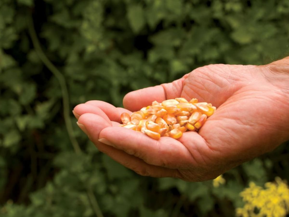 Polémica por proyecto que prohíbe semillas transgénicas en Colombia