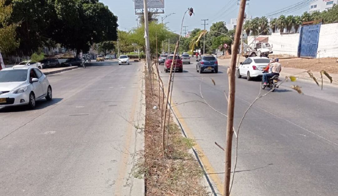 Según la Fundación Verde que te quiero Verde, las áreas sembradas no tienen puntos de agua para el riego respectivo