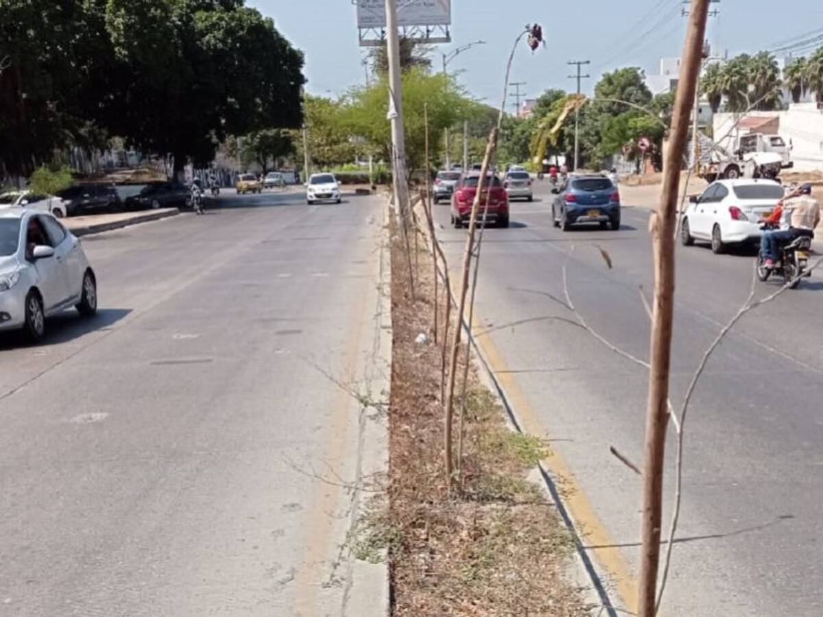 Denuncian que siembras en la Transversal 54 vulneran plan de silvicultura