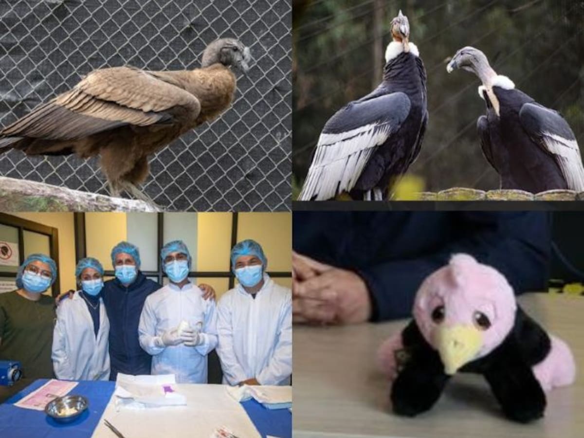 “Rafiki” símbolo de la conservación del Cóndor