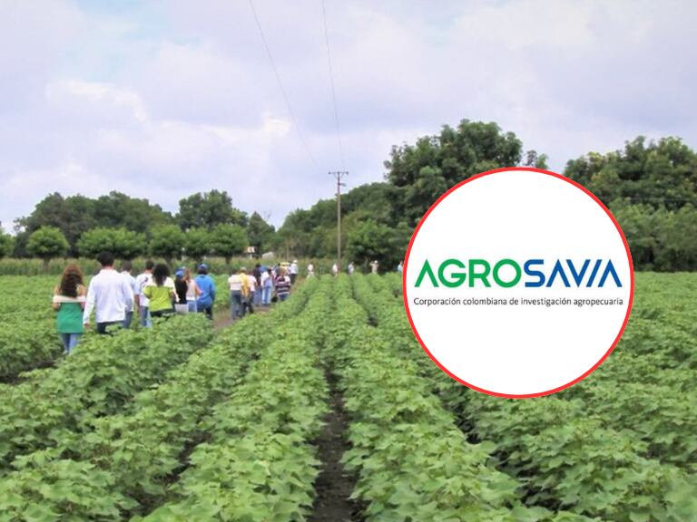 Sede Nataima de Agrosavia y el logo de esta entidad (Fotos vía COLPRENSA y redes oficiales de Agrosavia)