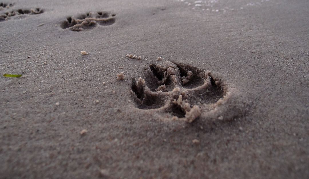 Huellas de perro