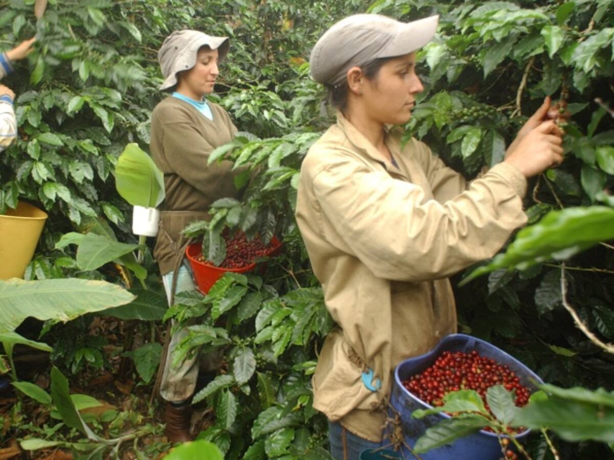 Cafeteros utilizarían drones para fumigar cafetales en el país