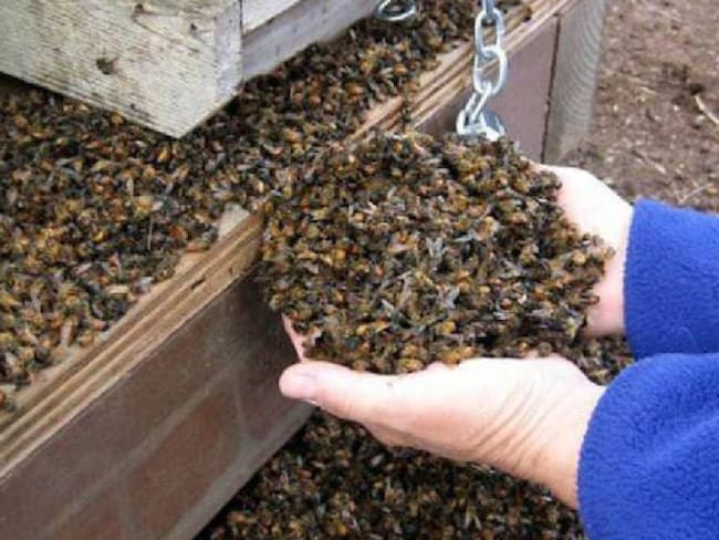 Muerte masiva de abejas en varios municipios se originó por pesticidas