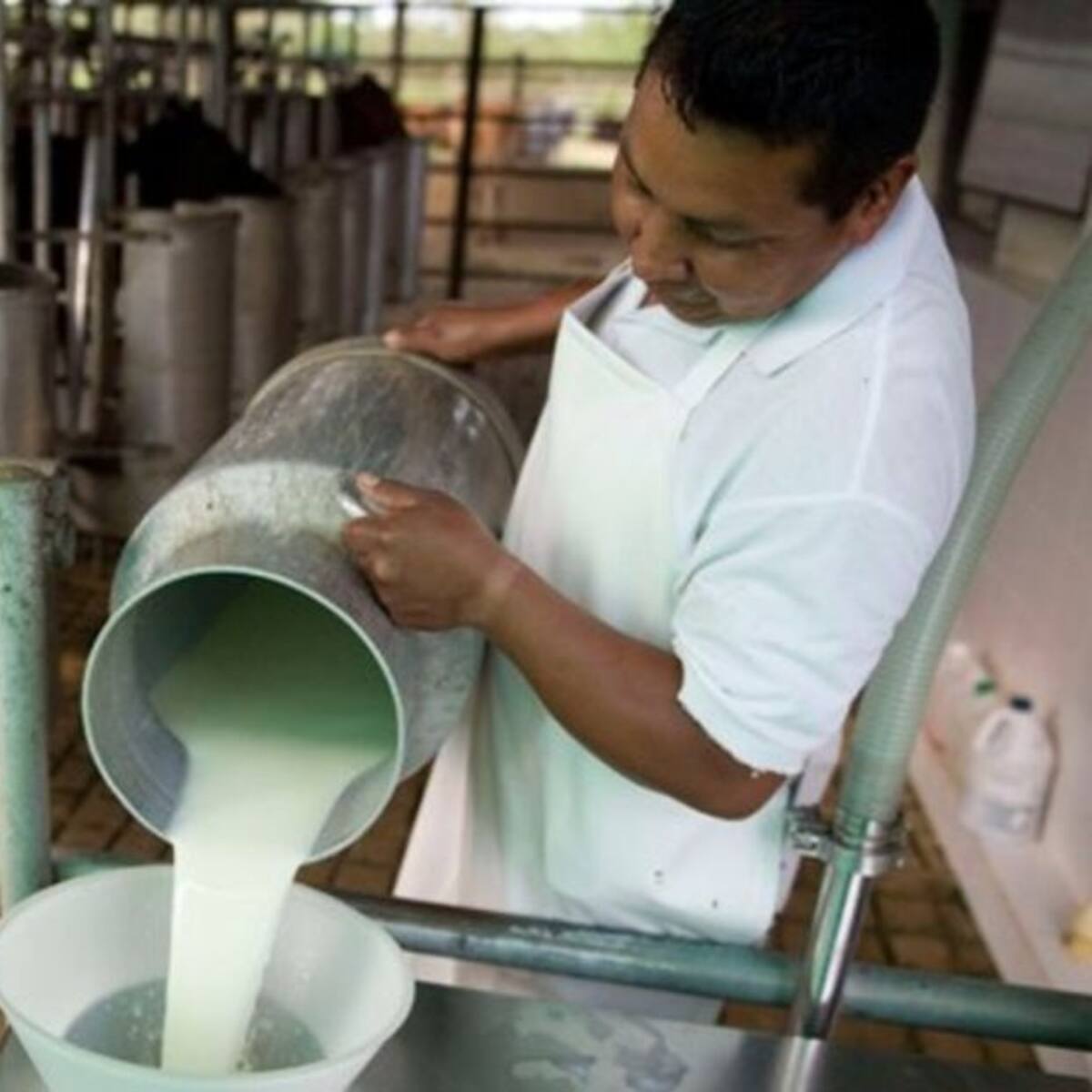 El 50 % de la leche producida en Risaralda se está perdiendo