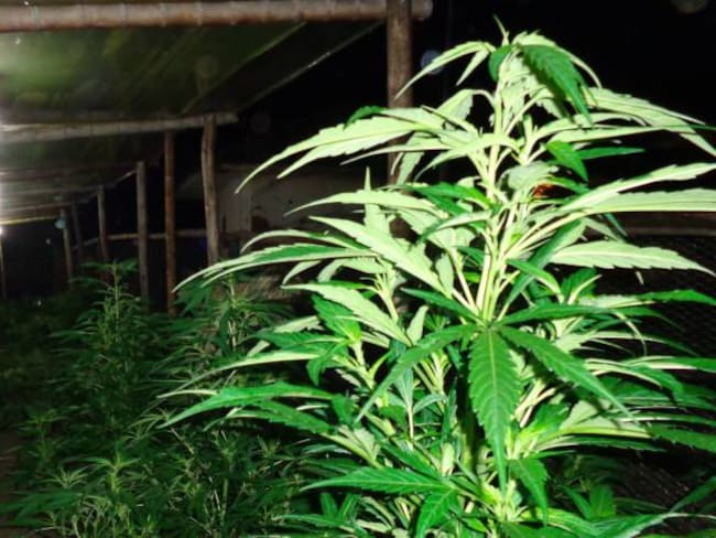 Colombia podrá producir 40.5 toneladas de marihuana con fines medicinales