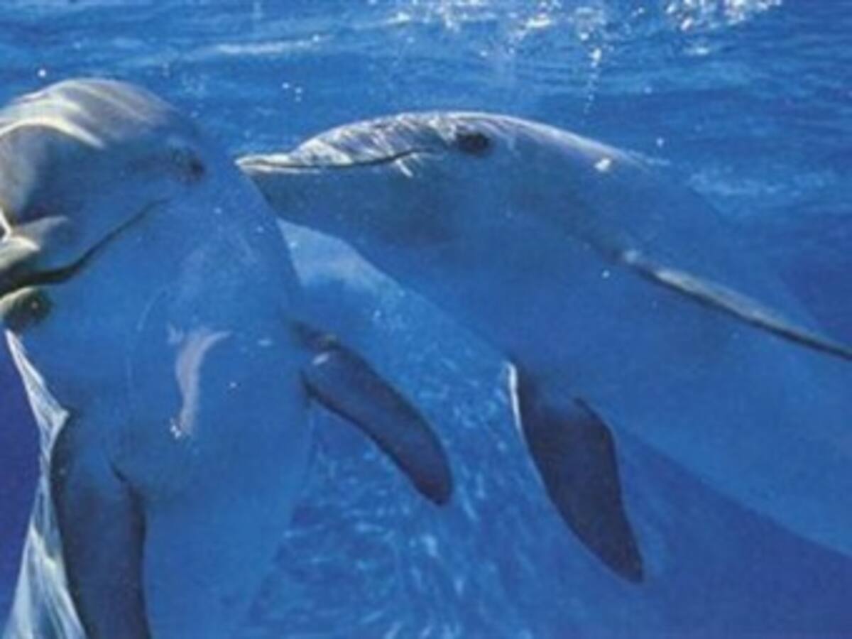 Expedición analiza los secretos del mundo marino