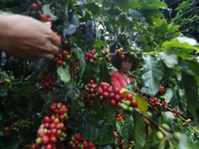 En máxima alerta producción de café por efectos del Fenómeno de la Niña