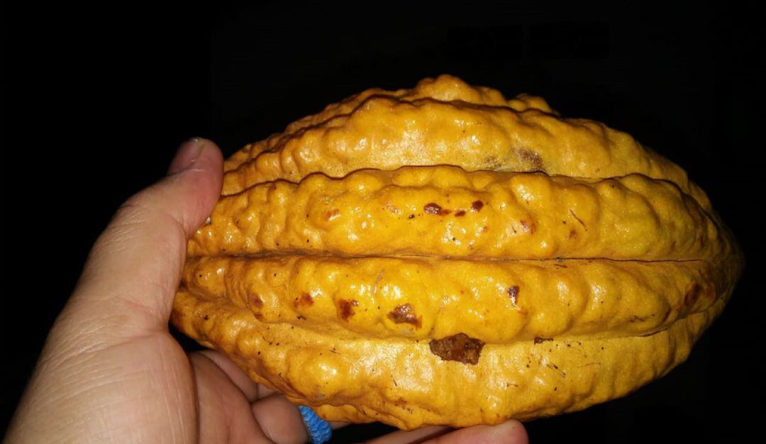 Cuantos productores, áreas sembradas, producción anual de cacao se conocerán en el censo 2022.