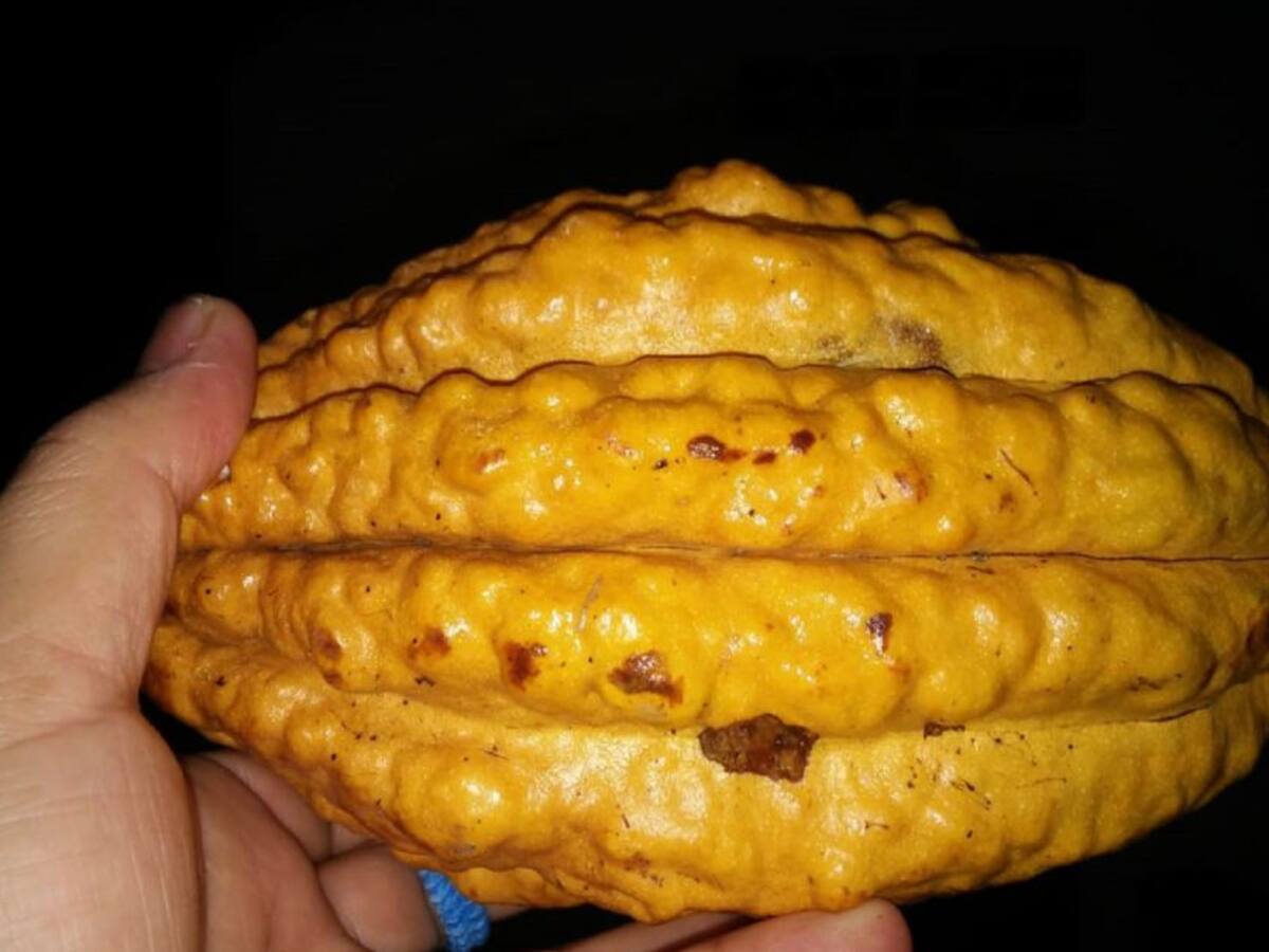 Arranca censo cacaotero en los 37 municipios del Huila