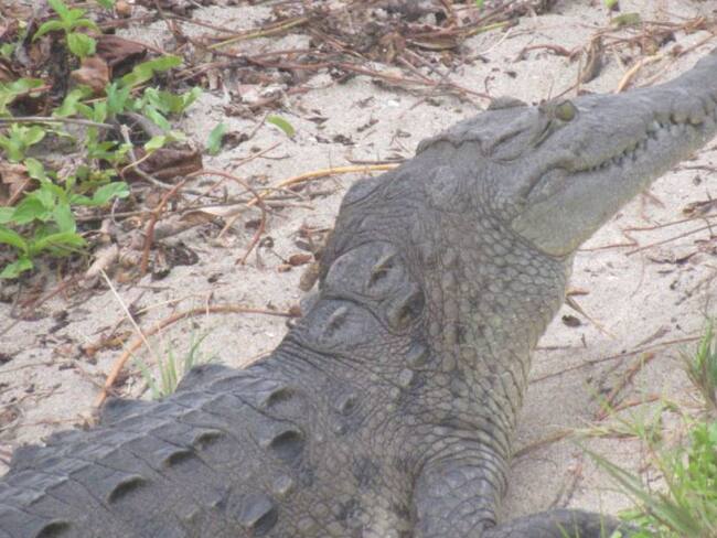 Pánico por la aparición de un caimán en un barrio de Barranquilla
