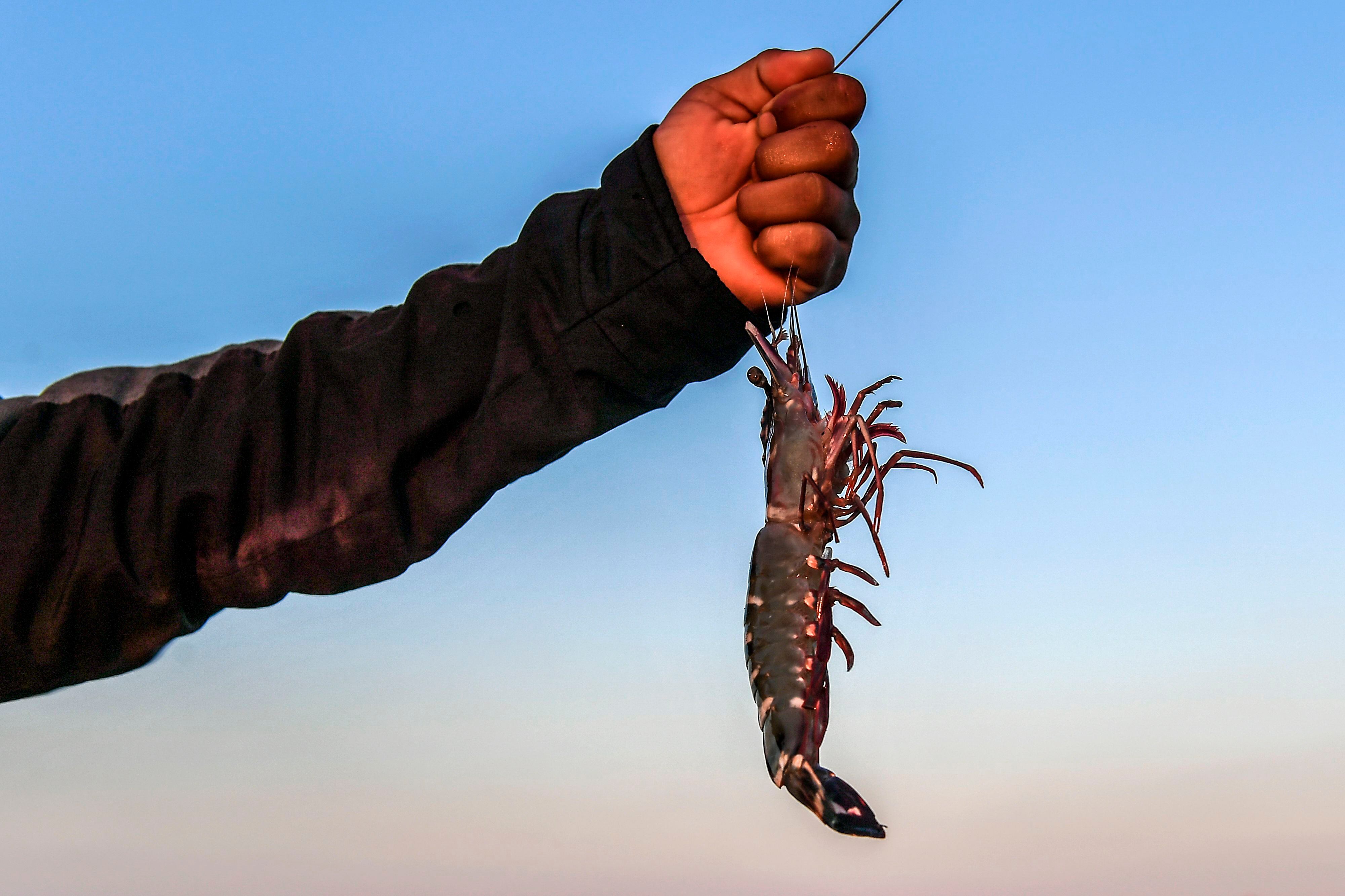 Pesca de camarones en Colombia 
(Foto: LUIS ACOSTA/AFP via Getty Images)