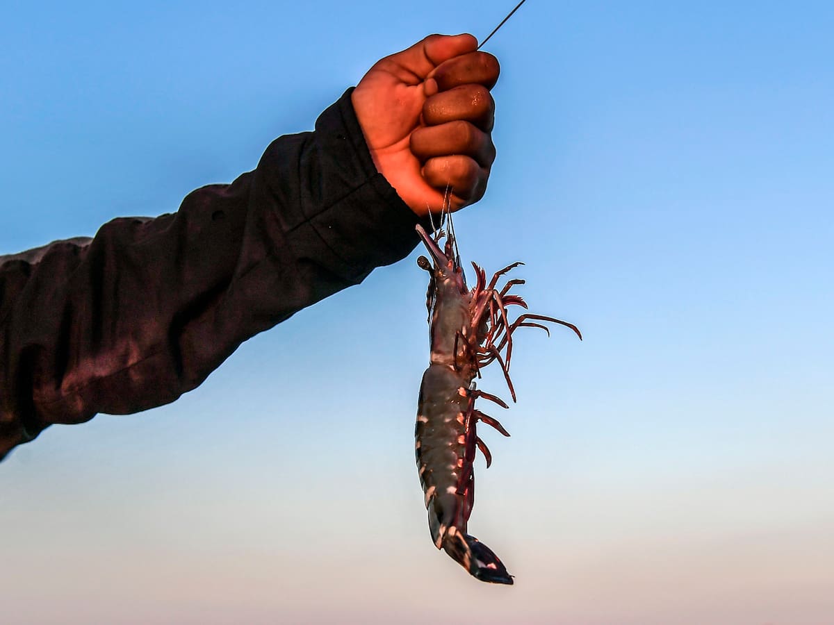 Colombia fue certificada para exportar camarones a Estados Unidos