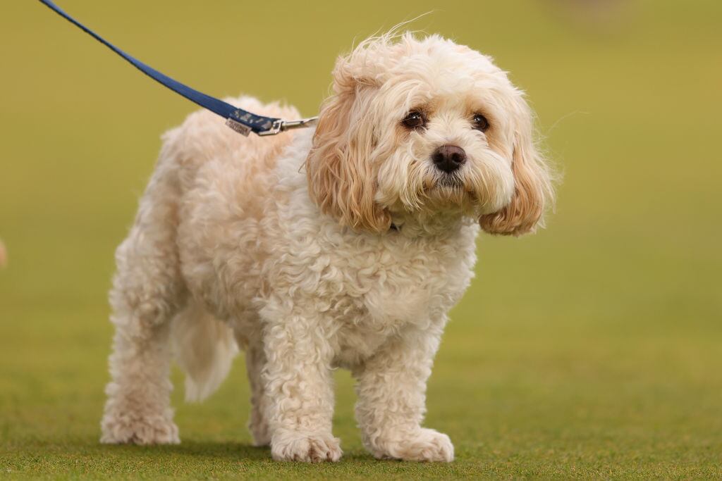 Cómo calcular la edad de un perro (Photo by Kate McShane/Getty Images)