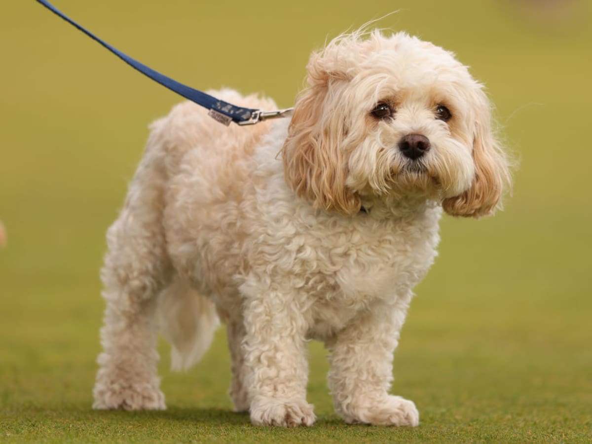 ¿Cómo se calcula la edad de un perro?: esto dicen estudios científicos