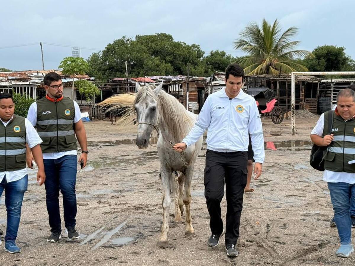 Cartagena inicia la jubilación y adopción de caballos tras fin de los coches de tracción animal