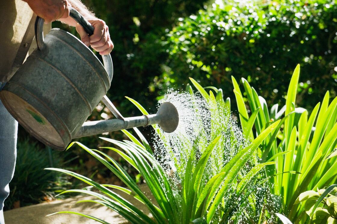 Persona regando plantas al aire libre | Foto Getty Images