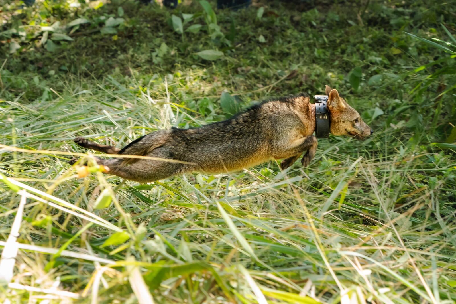 Foto: Área Metropolitana.