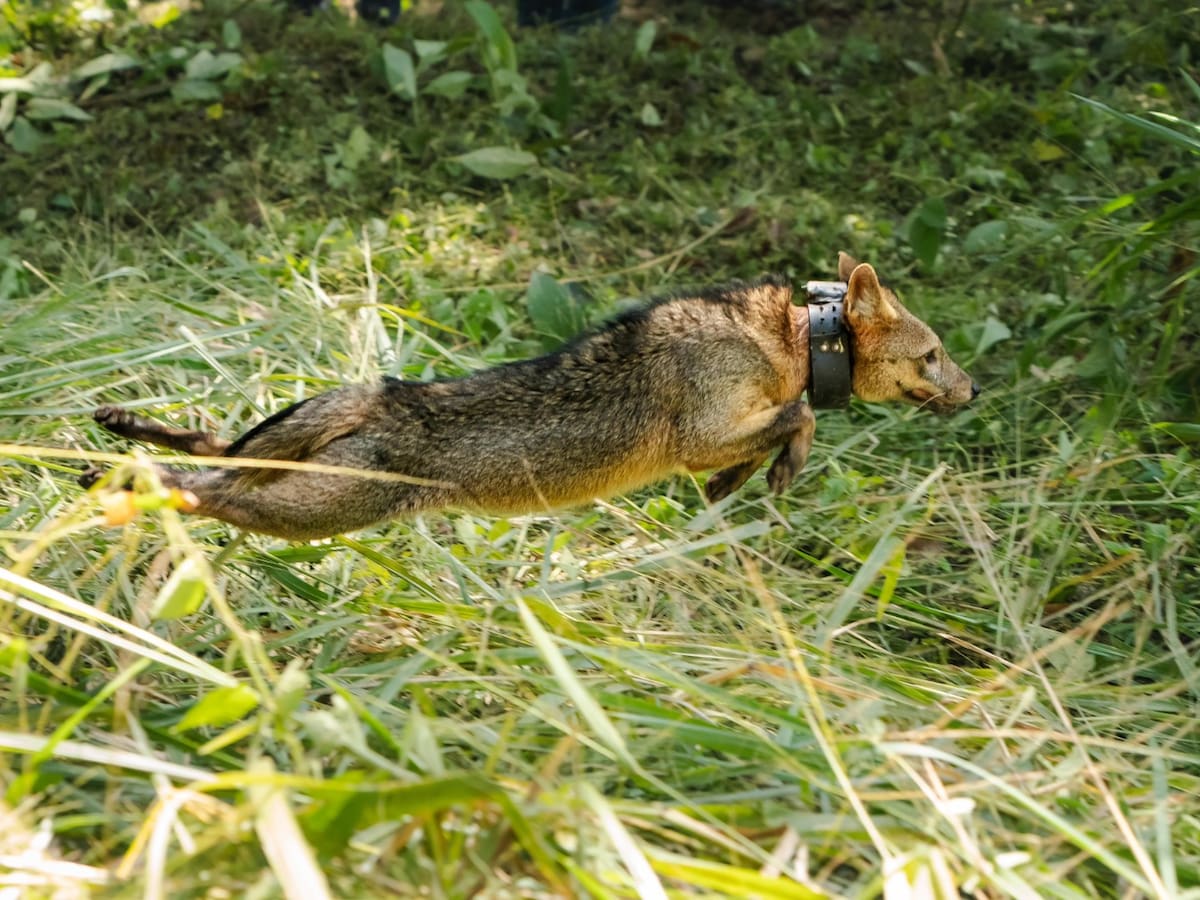 Liberaron perro zorro y otros animales en el campus de la UdeM