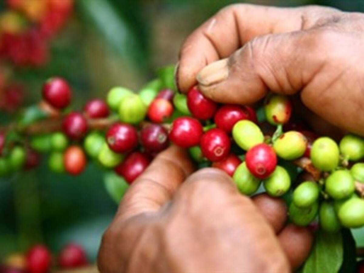 Congreso de la República definirá recursos para los cafeteros