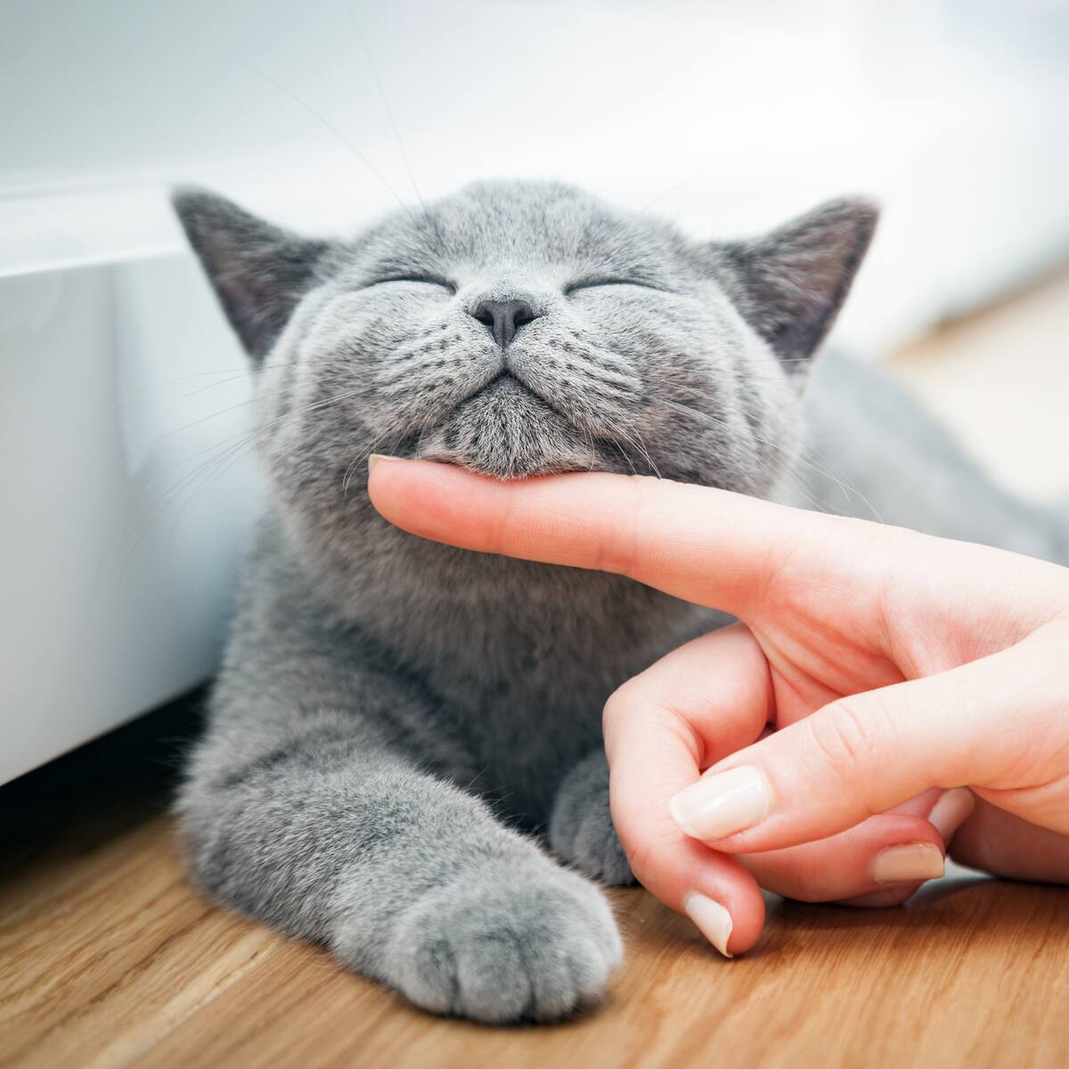 Esto significa tener un gato gris en casa: transmiten una energía especial, ¿cuál?