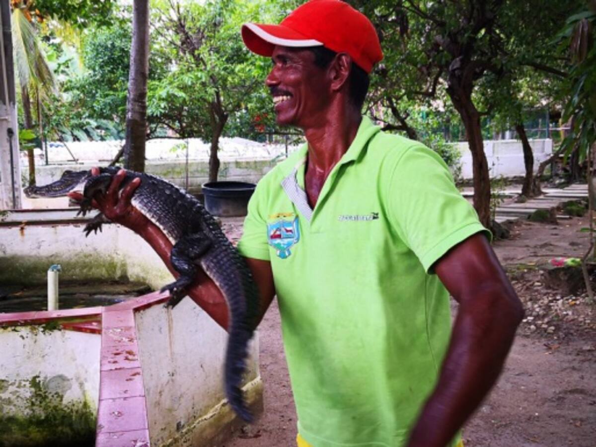 El caimán tiene quien lo cuide
