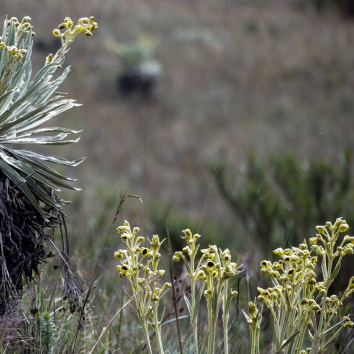 Hay incumplimiento del Instituto Humboldt en delimitación de páramo Pisba