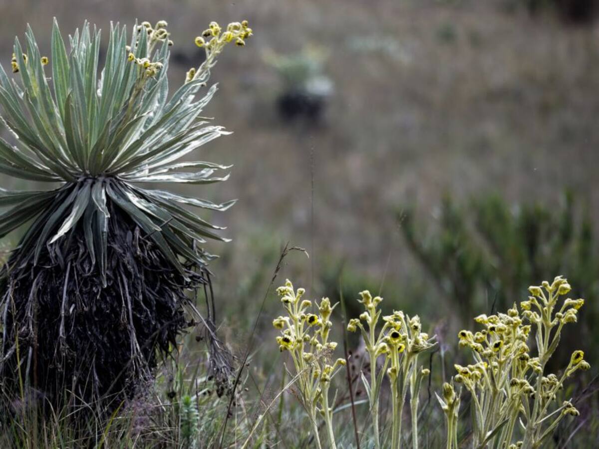 Hay incumplimiento del Instituto Humboldt en delimitación de páramo Pisba