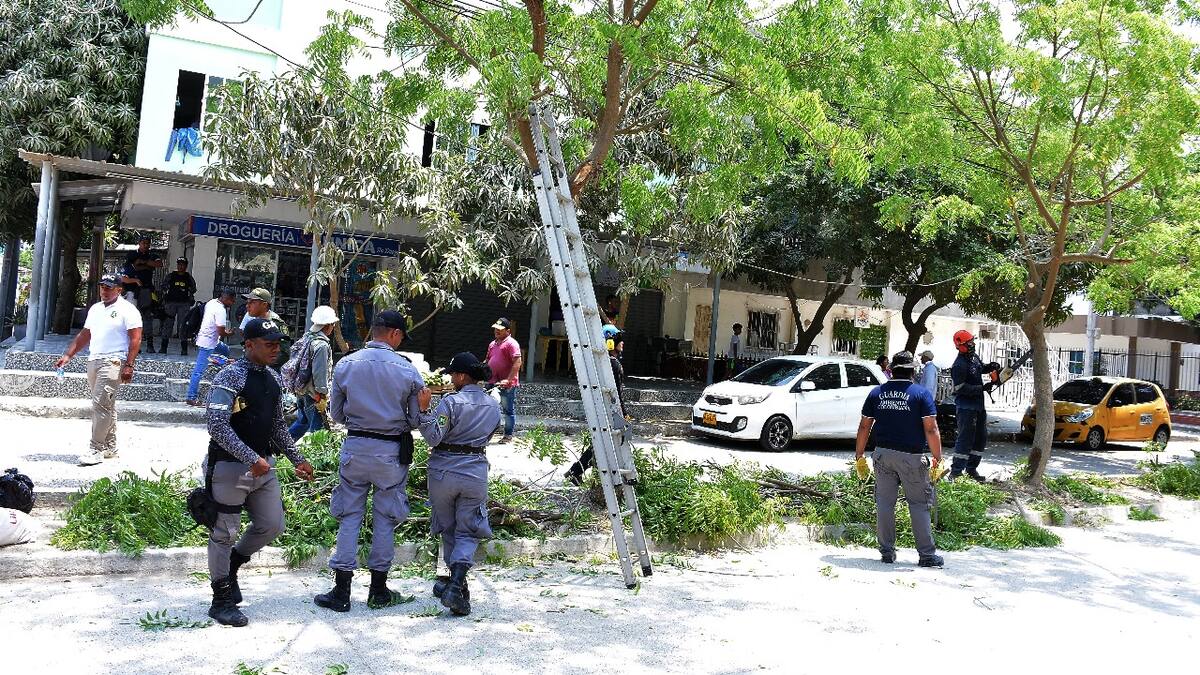 EPA Cartagena inició plan de podas técnicas en diferente sectores de la ciudad