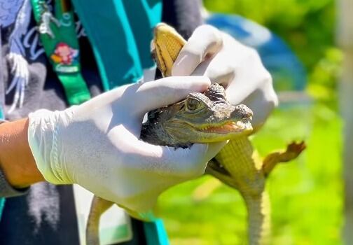Animales silvestres rescatados en San Vicente de Ferrer. Foto: Alcaldía de San Vicente de Ferrer.