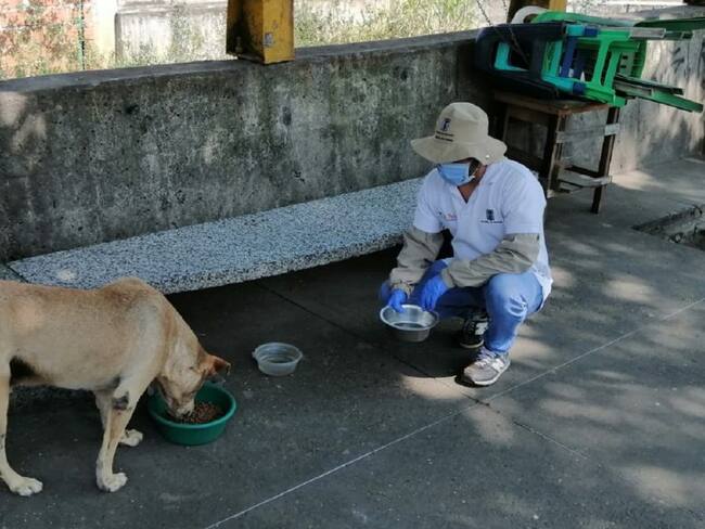 Perros y gatos callejeros reciben comida durante la cuarentena en Medellín