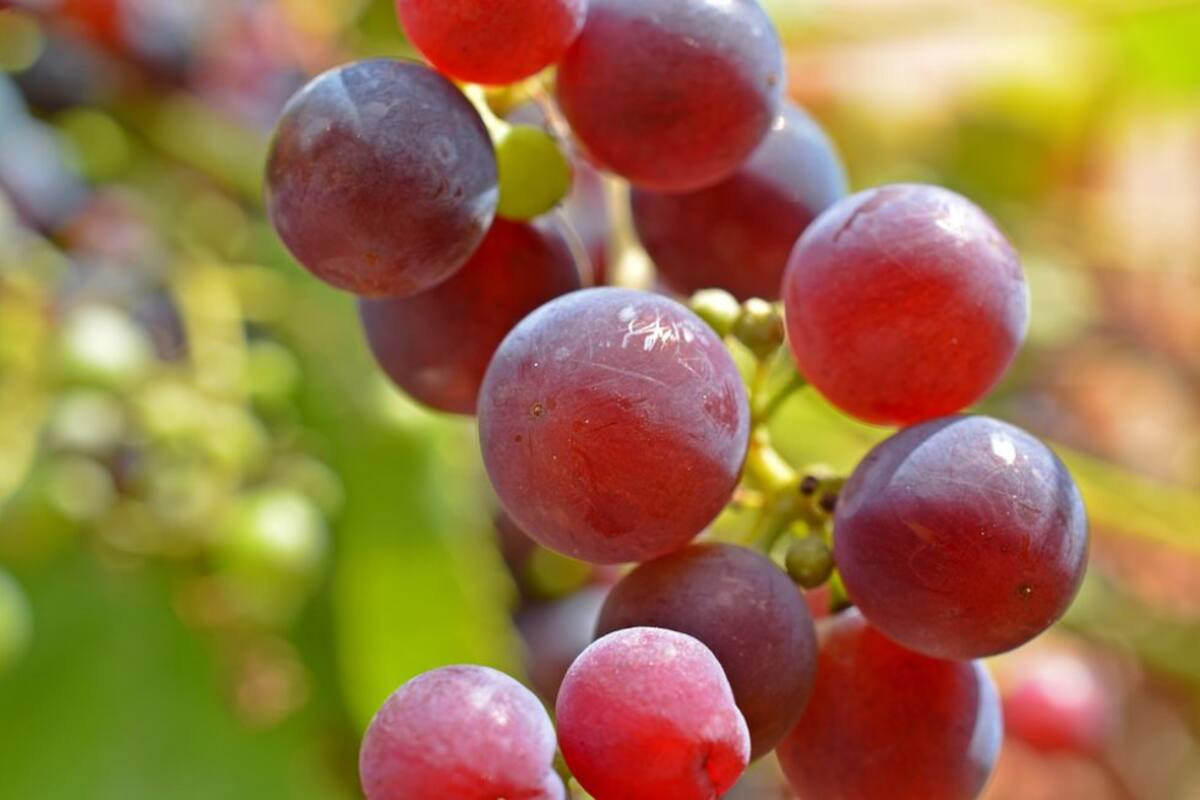 2.  Uvas y pasas: Todavía no se sabe la razón pero este alimento hace que empiece a fallar los riñones. 
