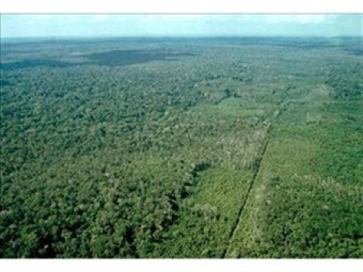 Colombia podría perder su capa vegetal en 146 años