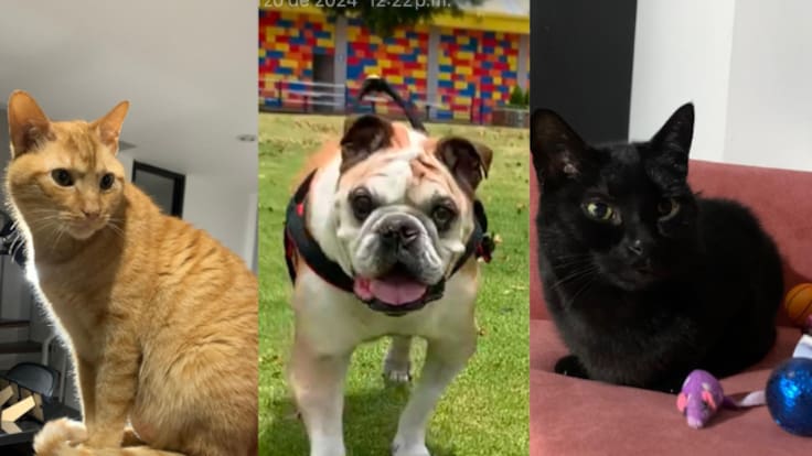 Reglamentada la Ley Esterilizar Salva