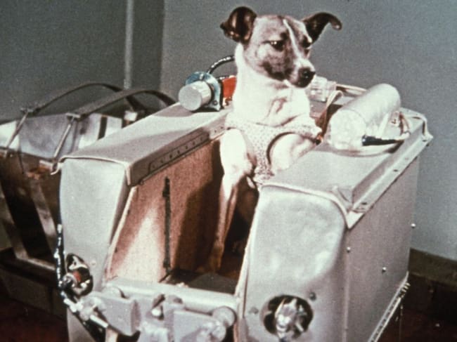 Laika, el primer animal en ir al espacio. Foto: Gettyy Images.