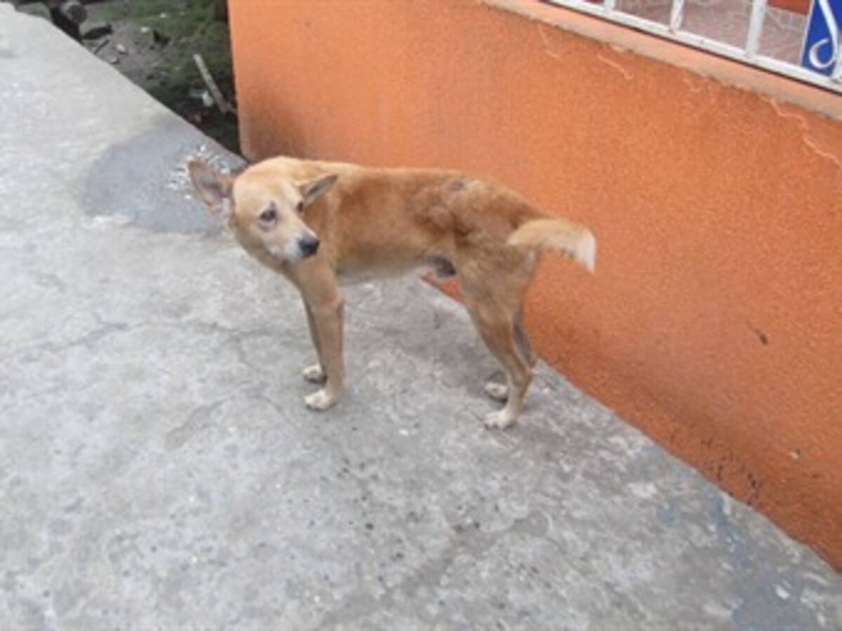 Así fue el rescate de las mascotas en el edificio Space de Medellín