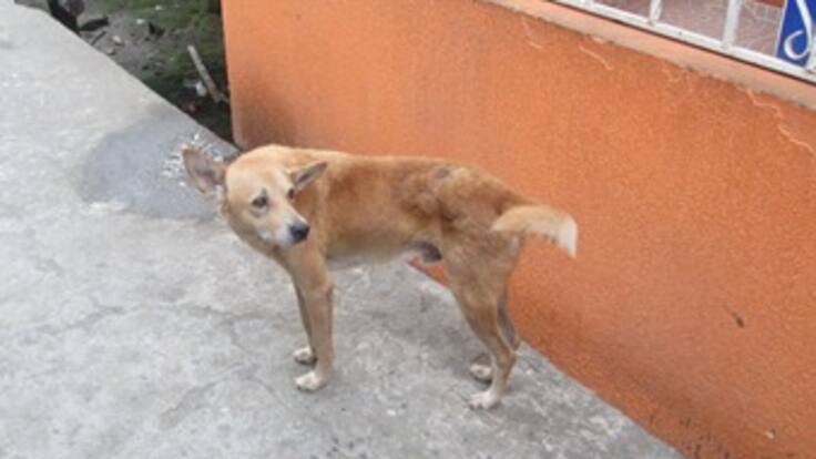 Así fue el rescate de las mascotas en el edificio Space de Medellín
