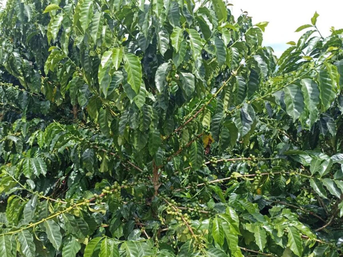 Hay buenos precios pero no hay suficiente café: cafeteros Quindío