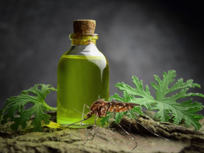 Paso a paso para plantar la citronela en casa y ahuyentar los mosquitos: otros usos y beneficios // Caracol Radio