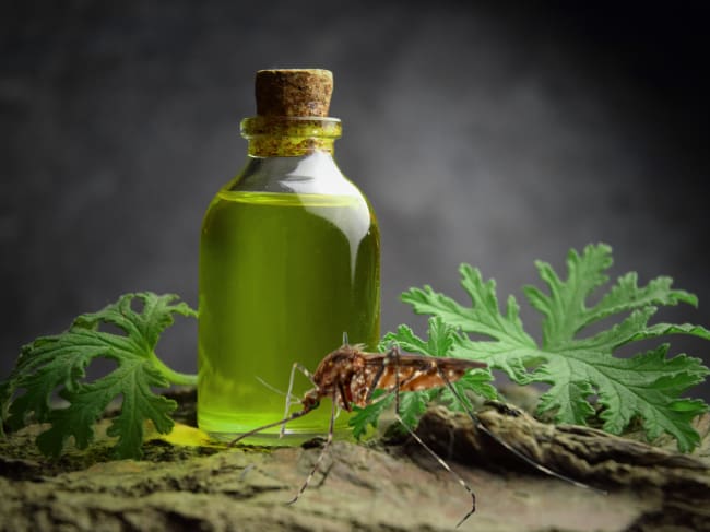 Paso a paso para plantar la citronela en casa y ahuyentar los mosquitos: otros usos y beneficios // Caracol Radio