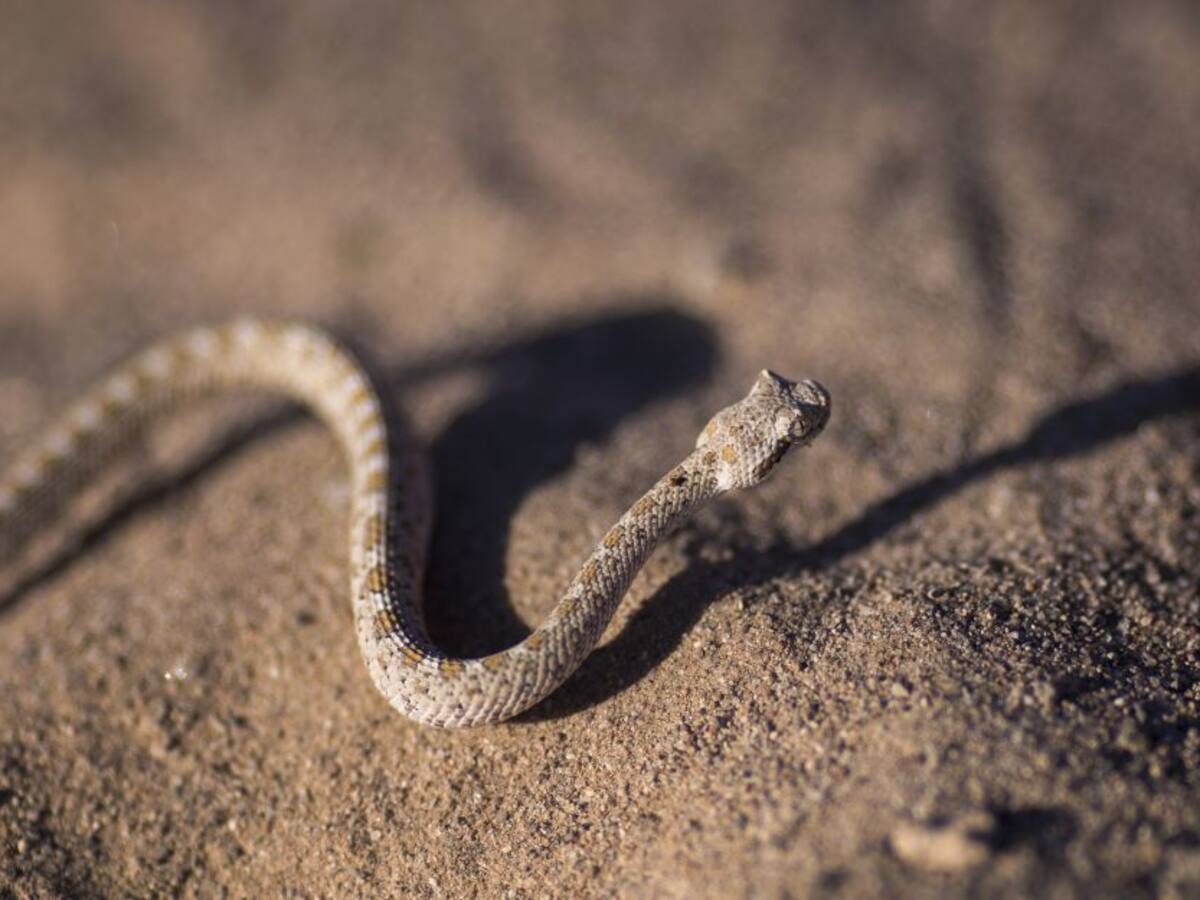 ¡Se salvó! Un perro es atacado por una serpiente y por poco no sale vivo