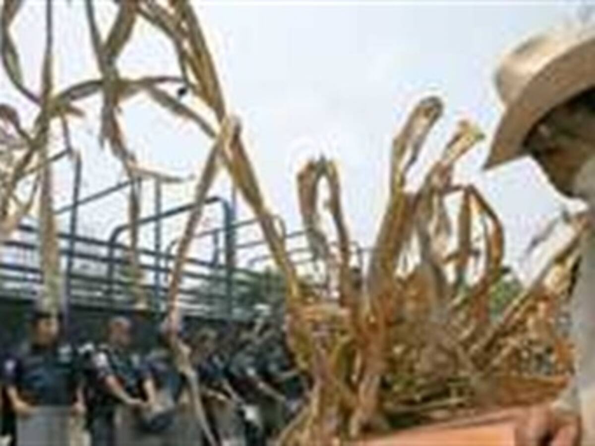 En Taminango la sequía ha llevado a la población a pedir limosna tras la perdida de las cosechas