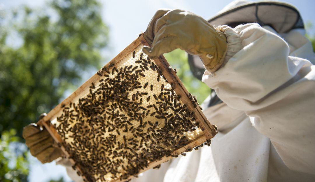 Producción apícola